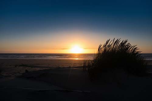 beach sunset grasses on seashore ocean